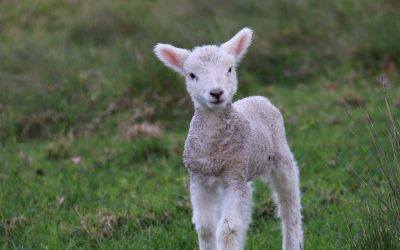 Irish Grass Mineral Analysis Report  #MineralsMatter – September 2020