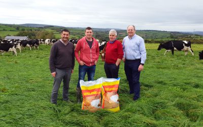 Pre-Calving mineral means vigorous calves from birth at Irish dairy farm