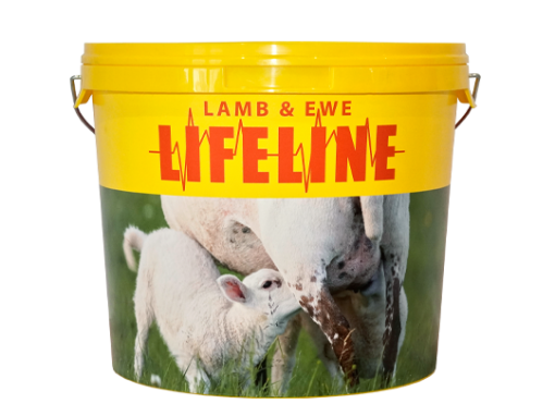 Lifeline Lamb and Ewe
