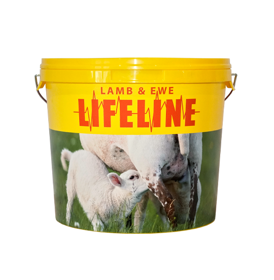 Lifeline Lamb and Ewe