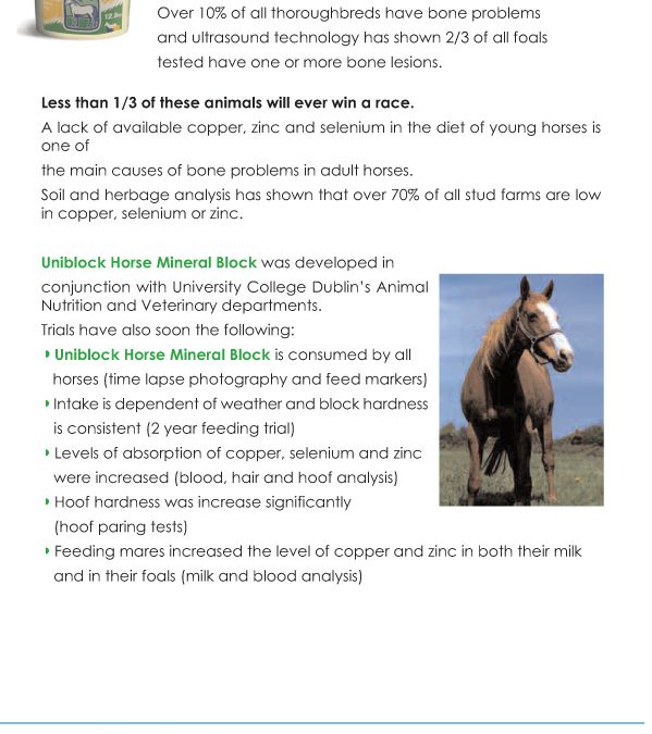 Horse leaflet.pdf