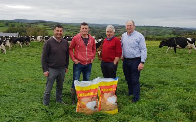 Pre-Calving mineral means vigorous calves from birth at Irish dairy farm