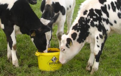 Vitulix – The only lick designed for calves at grass