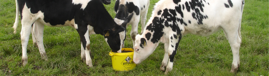 Vitulix – The only lick designed for calves at grass