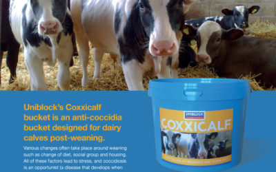 Coxxicalf leaflet.pdf