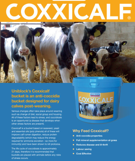 Coxxicalf leaflet.pdf