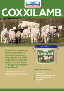 Coxxilamb Leaflet