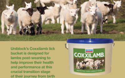 Coxxilamb leaflet.pdf
