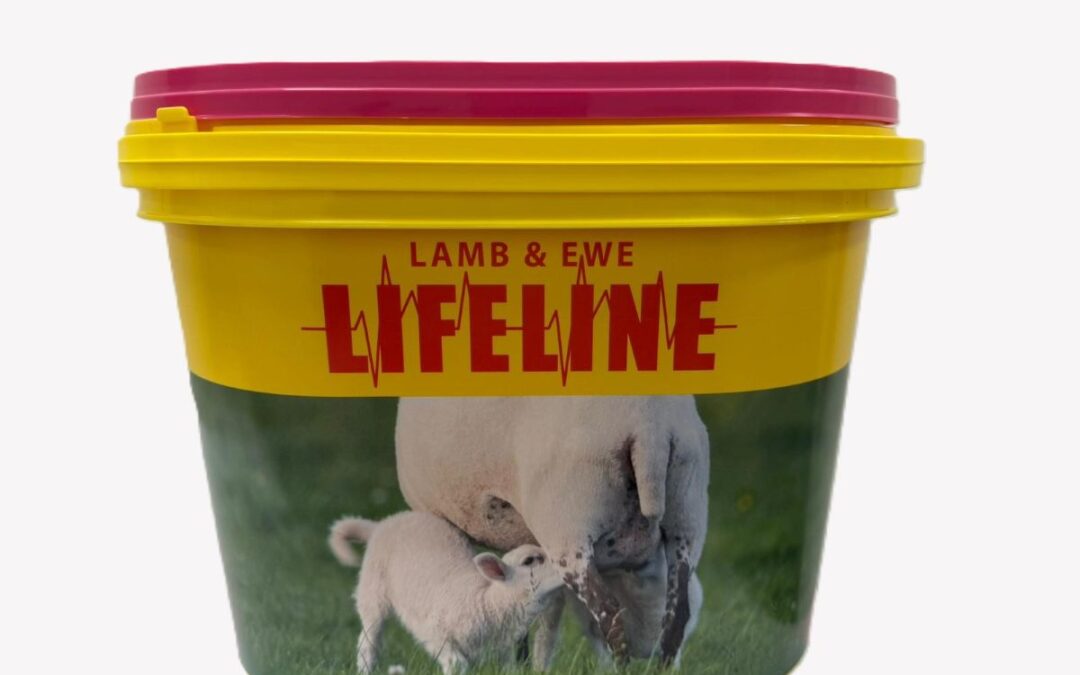 Lifeline Lamb and Ewe Trial Work