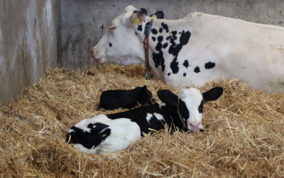 What Dry Cow Ketones Mean for Calf Rumen Development—and How Minerals Help