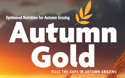 Autumn Gold: Optimised Nutrition for Autumn Grazing
