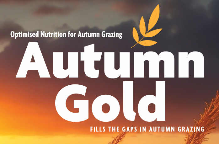 Autumn Gold: Optimised Nutrition for Autumn Grazing