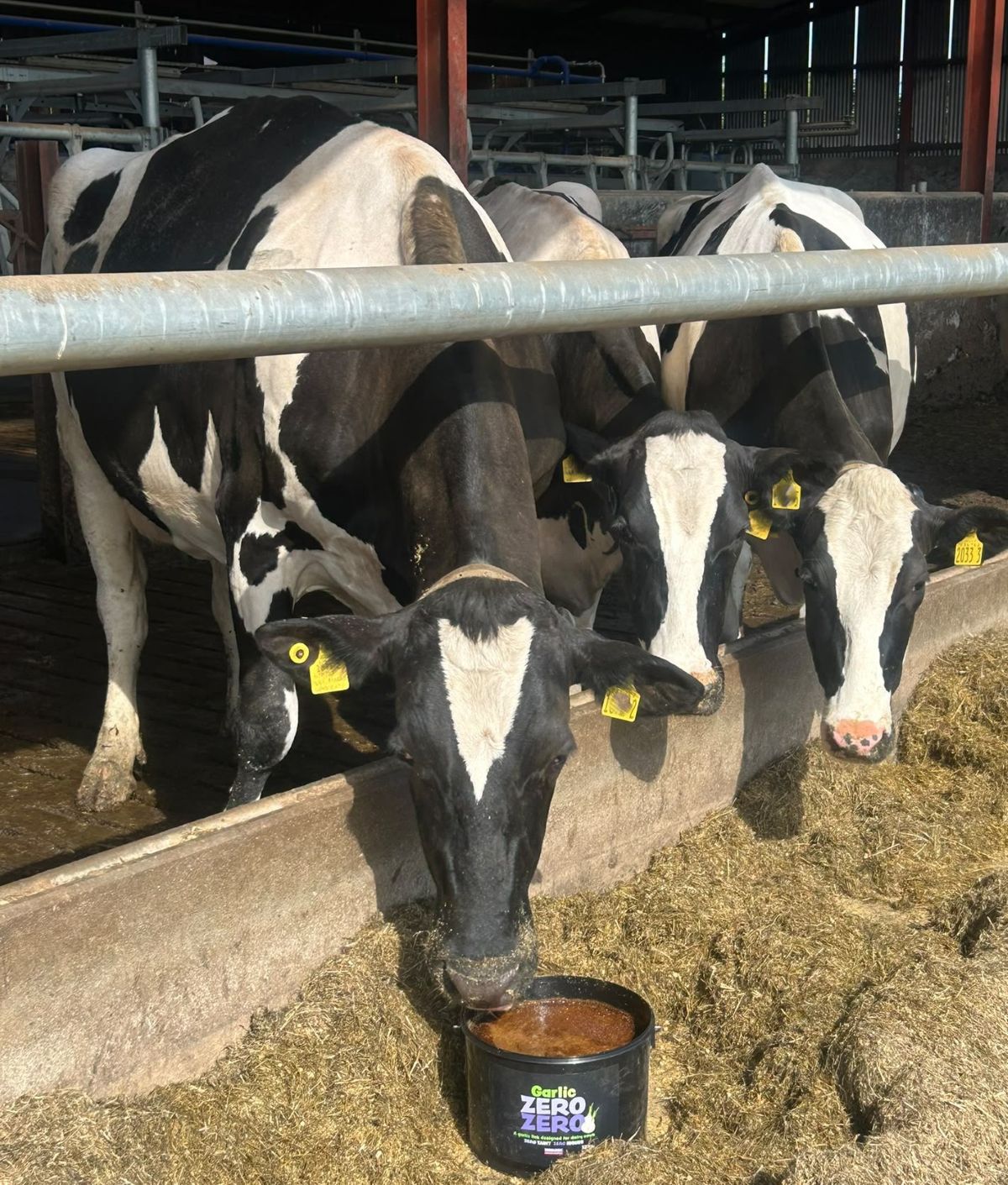 Dairy cows in a field